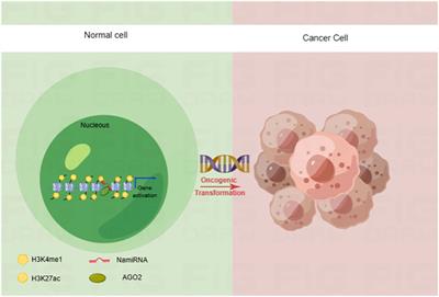 Enhancing anti-tumor immune responses through combination therapies: epigenetic drugs and immune checkpoint inhibitors